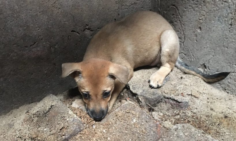 Rescue The Dog Abandoned By Its Owner In An Abandoned House And Sick With Fear | Animal Rescue Home