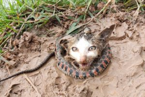Rescue poor Kitten abandoned, buried and buried in the ground and snake ! Rescue animals poor videos