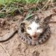 Rescue poor Kitten abandoned, buried and buried in the ground and snake ! Rescue animals poor videos