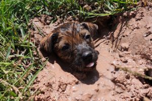 Rescue poor puppy abandoned, buried and buried in the ground ! Rescue animals poor videos