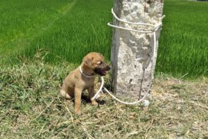 Rescue poor puppy abandoned in the middle of the road and tied with a big rope | Rescue Animals
