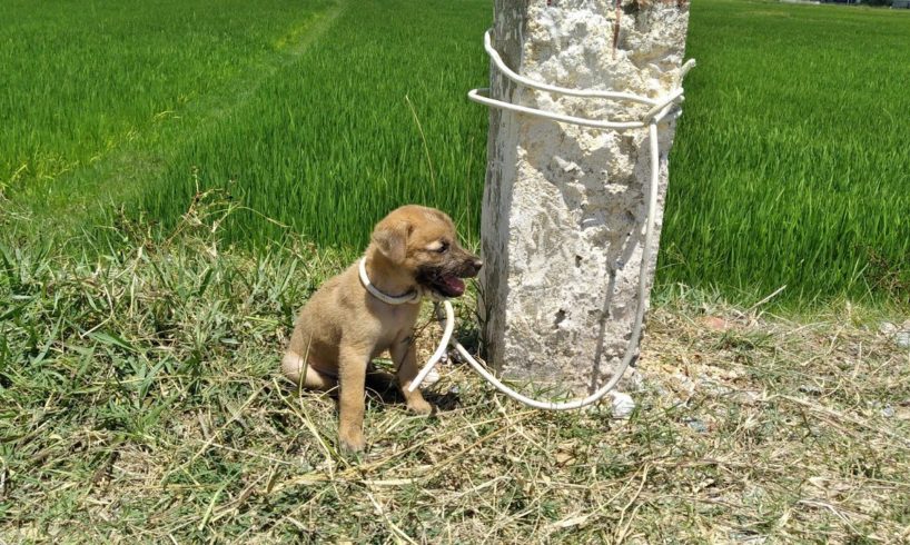 Rescue poor puppy abandoned in the middle of the road and tied with a big rope | Rescue Animals