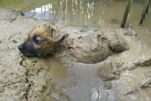 Rescue poor puppy trapped in the swamp and abandoned | Rescue Animals
