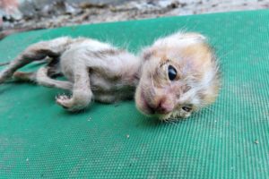 Rescuedog poor kitten abandoned in the abandoned house to the last breath | Rescue Animals