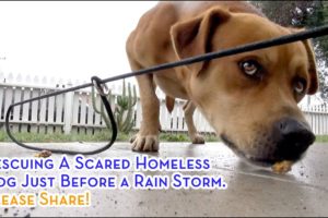 Rescuing A Scared Homeless Dog Just Before A Rain Storm. Please Share!