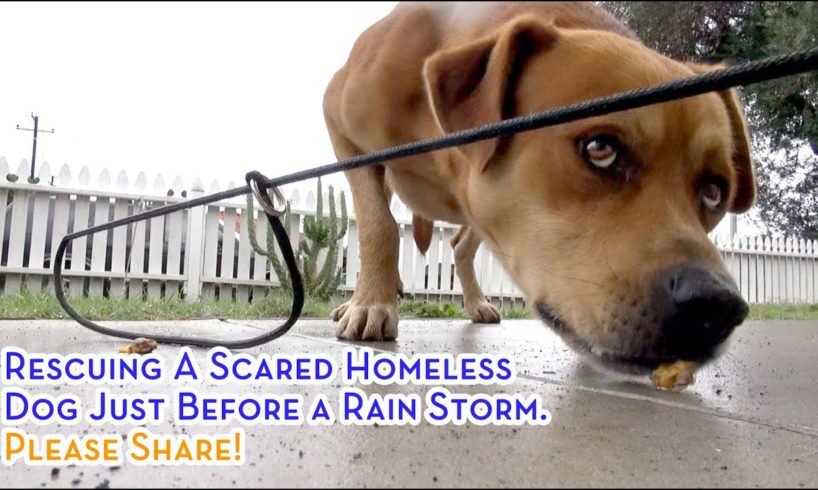 Rescuing A Scared Homeless Dog Just Before A Rain Storm. Please Share!