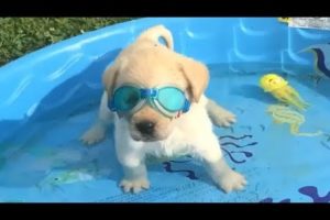 Retrievers Make It Better - Funny Puppy Videos 2018