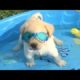 Retrievers Make It Better - Funny Puppy Videos 2018