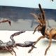 SCORPION vs TARANTULA SPIDER FIGHTING FOR PREY, who will win? Insect Stories