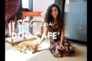 SHIBA DOG CAFE - cutest dogs in Tokyo