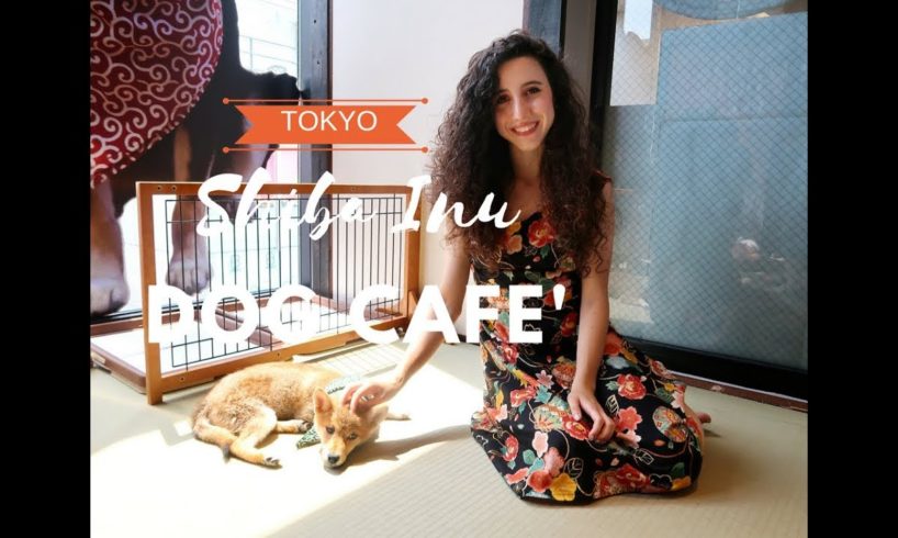 SHIBA DOG CAFE - cutest dogs in Tokyo