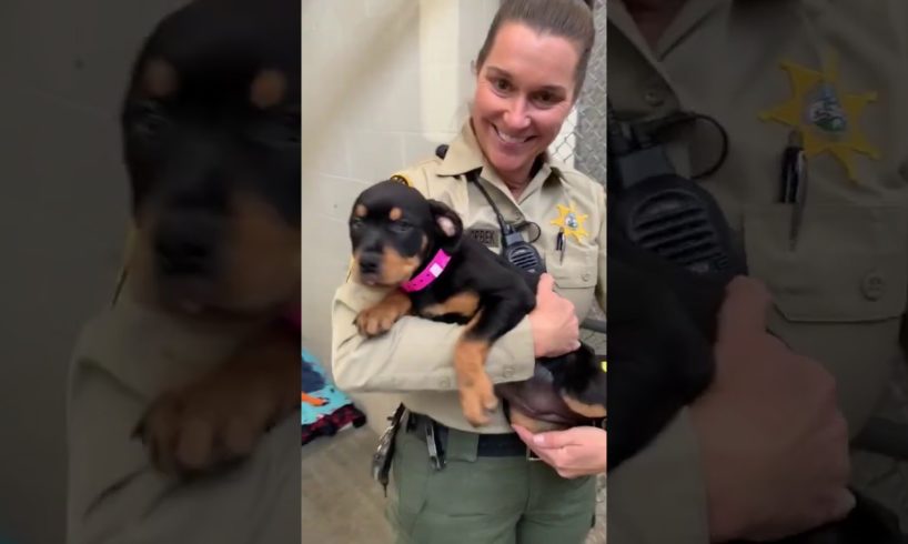 SLO Sheriff Deputy Rescues Animal Shelter puppy