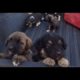 Saskatchewan Hunter Rescues 20 Abandoned Pet Puppies in a Field - Most Adorable Dog Rescue Stories