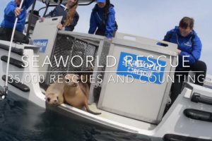 SeaWorld - 35,000 Animal Rescues and Counting