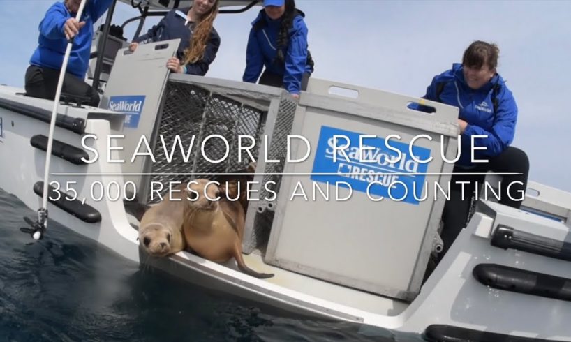 SeaWorld - 35,000 Animal Rescues and Counting