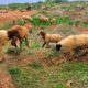 Sheep Bull Fight | Animal Fight