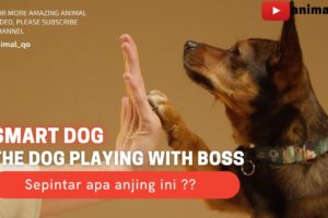 Smart Dog !! The Dog play with boss ||Anjing yang pintar|| #animal #hewan