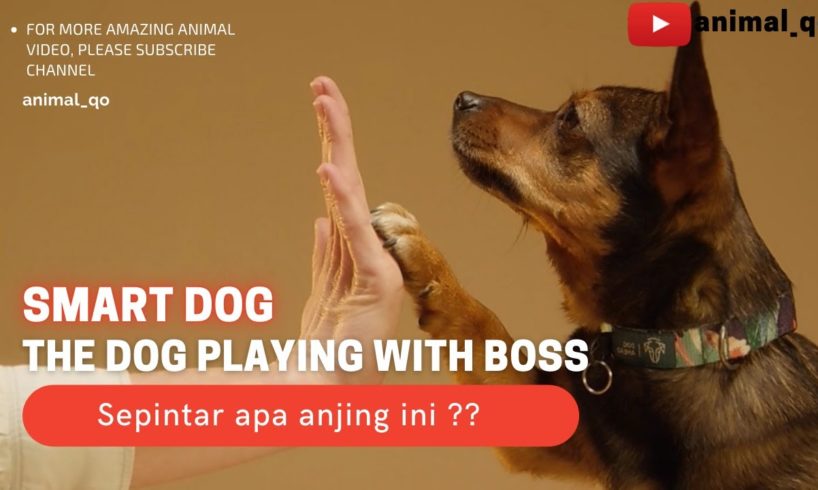 Smart Dog !! The Dog play with boss ||Anjing yang pintar|| #animal #hewan