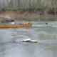 Smart dog rescues dogs in canoe!