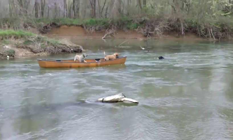 Smart dog rescues dogs in canoe!