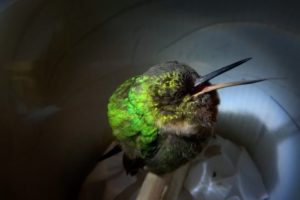 Snoring hummingbird - Super Cute Animals - BBC