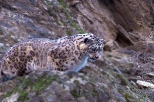 Snow Leopard Hunting | Planet Earth | BBC Earth