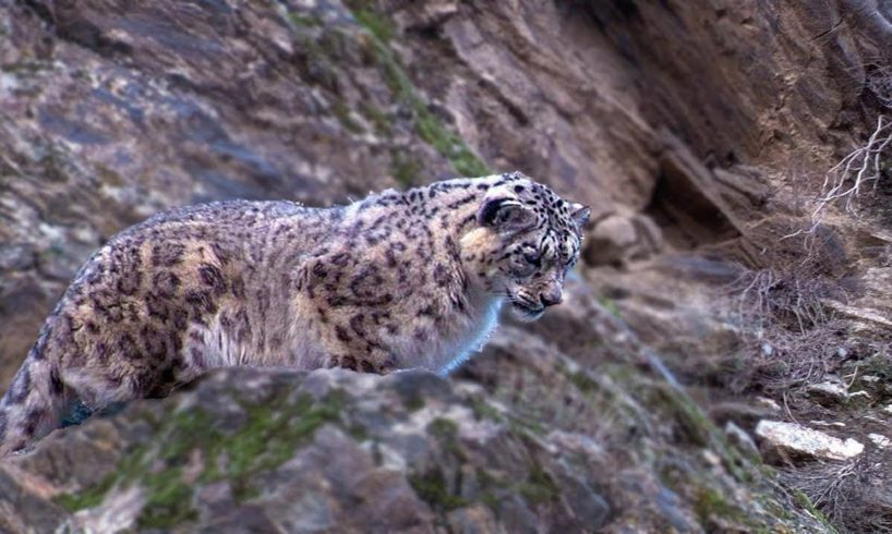 Snow Leopard Hunting | Planet Earth | BBC Earth