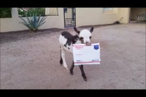 Special Delivery! Cute animals - baby donkey delivers the mail!   [Funny animal videos]