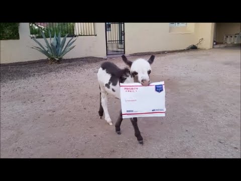 Special Delivery! Cute animals - baby donkey delivers the mail!   [Funny animal videos]