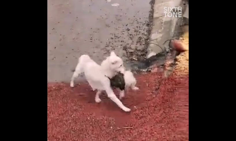 Stray Dog Rescues Her Puppy From Flood