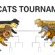 THE BIG CATS TOURNAMENT ANIMATION