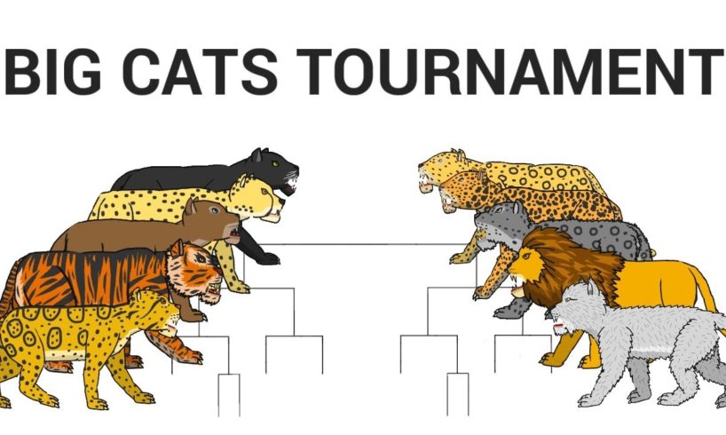 THE BIG CATS TOURNAMENT ANIMATION