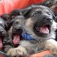 THE CUTEST German Shepherd Puppies Ever!!