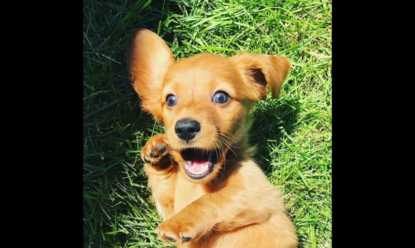 THE CUTEST PUPPY EVER!!! [Mini Dachshund]