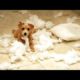 THE FUNNIEST and CUTEST DOGS IN THE entire WORLD! - Funny and cute DOG compilation