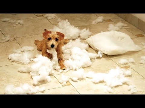 THE FUNNIEST and CUTEST DOGS IN THE entire WORLD! - Funny and cute DOG compilation