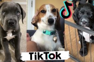 TIK TOK Doggos That Will Make You Laugh ~  Cutest TikTok Puppies