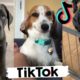 TIK TOK Doggos That Will Make You Laugh ~  Cutest TikTok Puppies