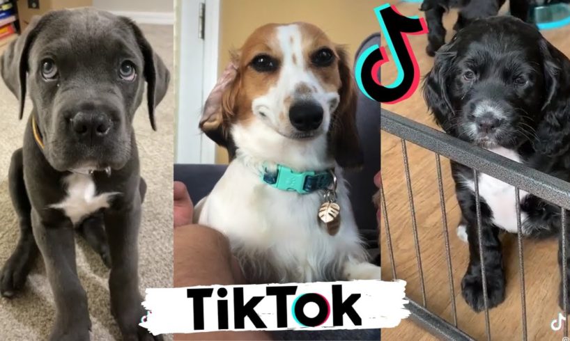 TIK TOK Doggos That Will Make You Laugh ~  Cutest TikTok Puppies