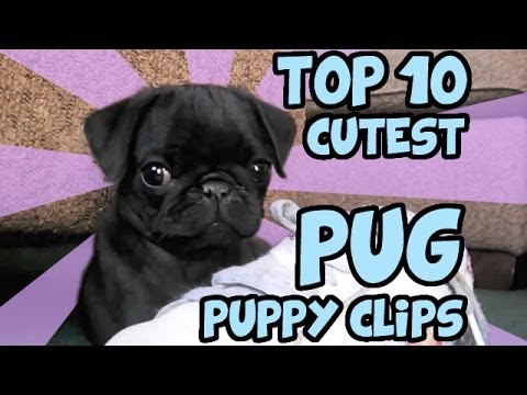 TOP 10 CUTEST PUG PUPPY CLIPS ON YOUTUBE