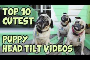 TOP 10 CUTEST PUPPY HEAD TILTS