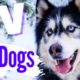 TV for Dogs: Entertain your Dog with Animals
