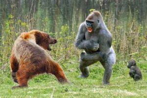 The Biggest Fight - Gorilla vs Bear