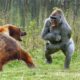 The Biggest Fight - Gorilla vs Bear