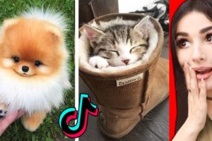 The CUTEST Animals On Tik Tok