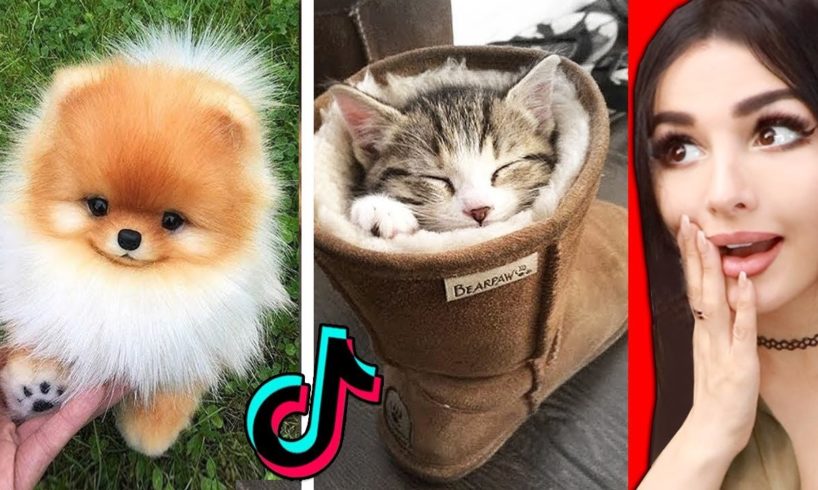 The CUTEST Animals On Tik Tok