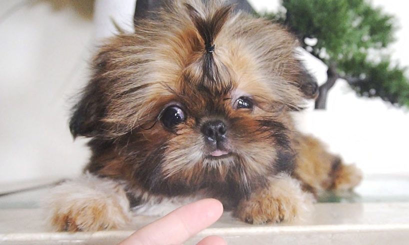 The CUTEST PUPPY BREEDS In The World || SHIH TZU