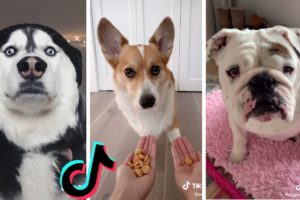 The Cutest Dogs on TikTok to Brighten up your Mood