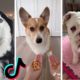 The Cutest Dogs on TikTok to Brighten up your Mood