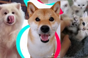 The Cutest Pets on Tiktok to Brighten up your Mood ?❤️